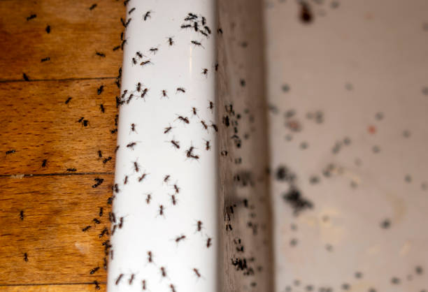 Best Ant Control Services  in Bennington, NE