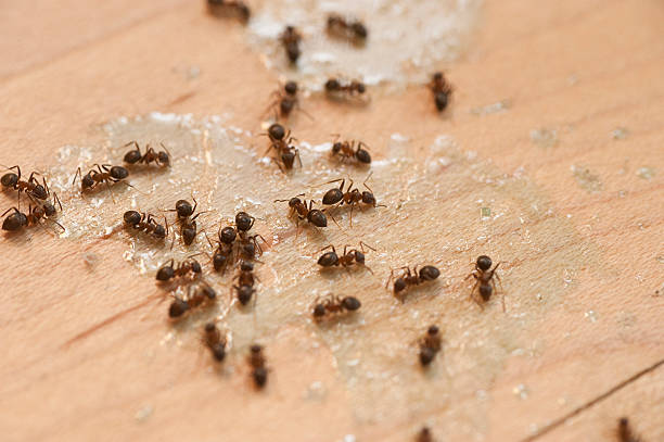 Best Exterminator Services  in Bennington, NE