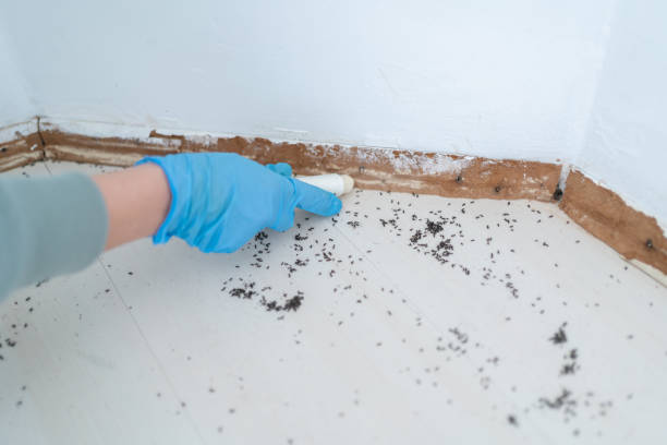 Best Pest Removal Services  in Bennington, NE